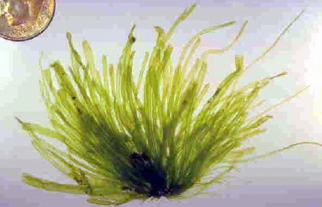  Ulva intestinalis (Gutweed, Grass Kelp)